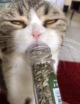 Cattabis cat sniffing catnip jar