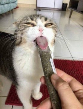 Cat licking catnip stick