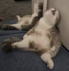 Cat completely zooted